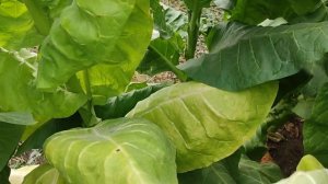 Обзор сорта табака Берли 64