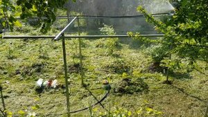 Полив голубики по листу. ТопСад!