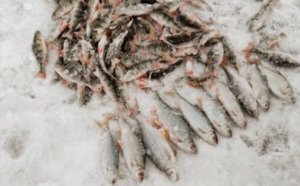 Плотва и окунь зимой // Зимняя рыбалка 2023