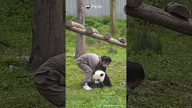 Baby Panda Draws Nanny's Attention | iPanda #shorts