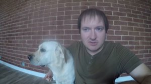 Сколько стоит содержать лабрадора. Наш опыт