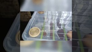 Сушилка для Бастурмы, Мяса, Колбас своими руками