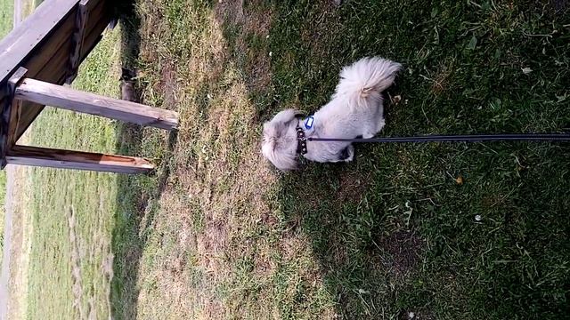 Пекинесиль лает на корову ☺️☺️☺️ смотреть онлайн