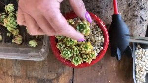 Potting up Sedeveria cuttings to look like a strawberry