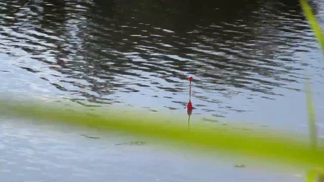 Рыбалка на карася в сезон мошки. Летняя рыбалка 2018. смотреть онлайн