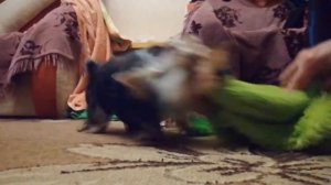 У собаки выпадают зубы: почему, когда, что делать?