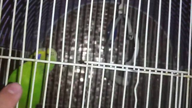 Соня Попугай - Кусает клетку смотреть онлайн