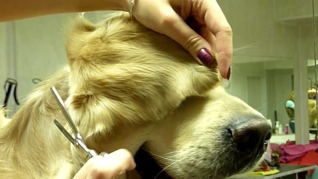 Стрижка ушей голдена смотреть онлайн