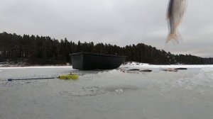Зимняя рыбалка в Финляндии. Окунь, плотва клюют очень хорошо! | Ice fishing in Finland