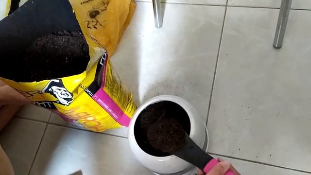 укоренение и пересадка сансевьеры смотреть онлайн