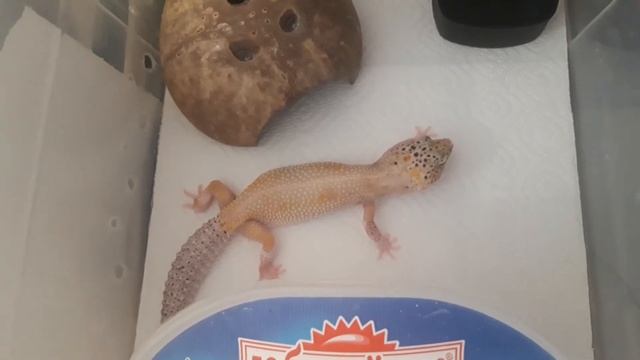 Содержание эублефара морфы Энигма. Основы. смотреть онлайн