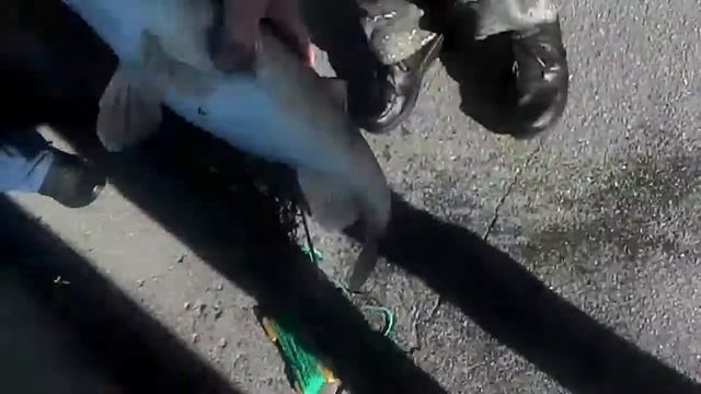 Поймал сазана в Неве возле Троицкого моста смотреть онлайн