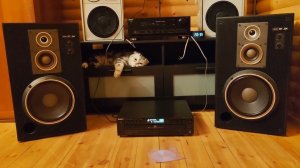 Sony cdp-c425+ta-f590es+ss-G4 и кот меломан