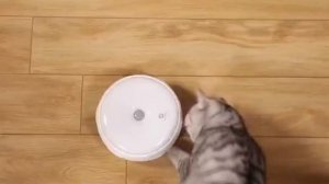 Умная игрушка для кошек с Aliexpress. Товары для животных от Сяоми