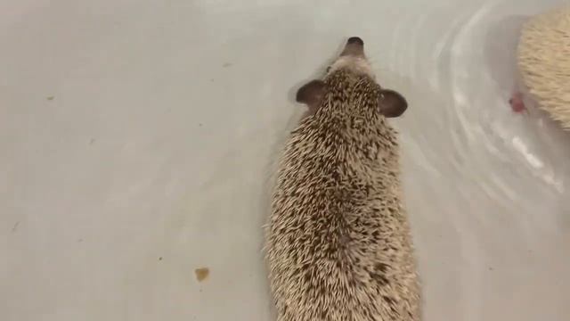 Наши маленькие колючки! Карликовые африканские ежики! смотреть онлайн