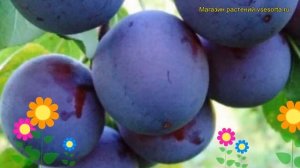 Слива домашняя Евразия. Краткий обзор, описание характеристик prunus domestica Evraziia