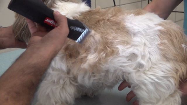 HEINIGER SAPHIR BASIC Akülü Evcil Hayvan Kırkma Makinesi Tanıtım смотреть онлайн