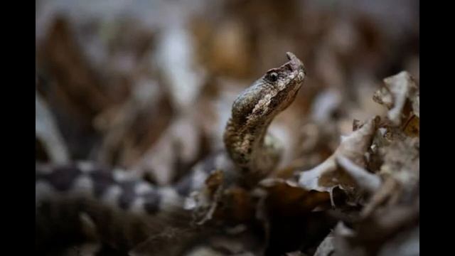 Носатая гадюка смотреть онлайн