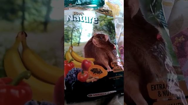 Покупки необходимые для грызунов!