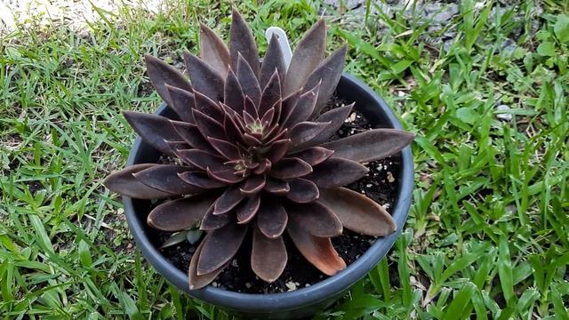 Echeveria  SERRANA  