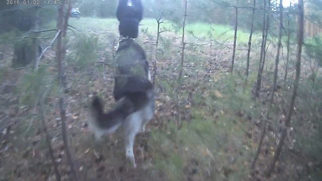 ВЕО.Жизнь Восточно Европейской Овчарки.Граф он же Жрец. смотреть онлайн