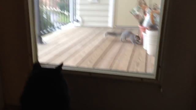 Taunting squirrel смотреть онлайн