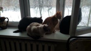 Толпа котов дышит свежим воздухом