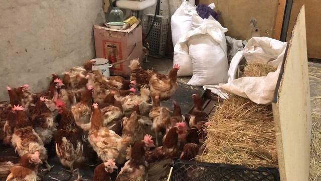 Куры с птицефабрики