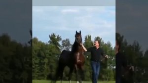 Англо-Арабский скакун!