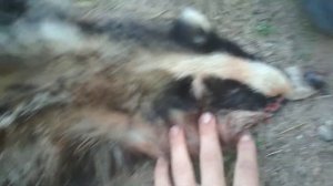 Шкура барсука