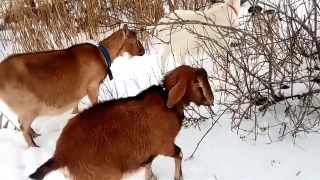 Козы и морозы. смотреть онлайн