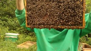 Двухматочное содержание пчел.Как одержать мед с отводков.Слабые отводки и товарн