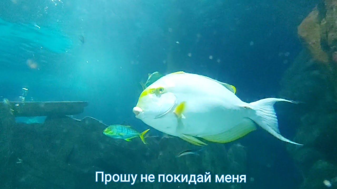 Невероятно трогатальный романс #Поговорисомноюдруг  #авторпесен #video #светланаклимовабабичева