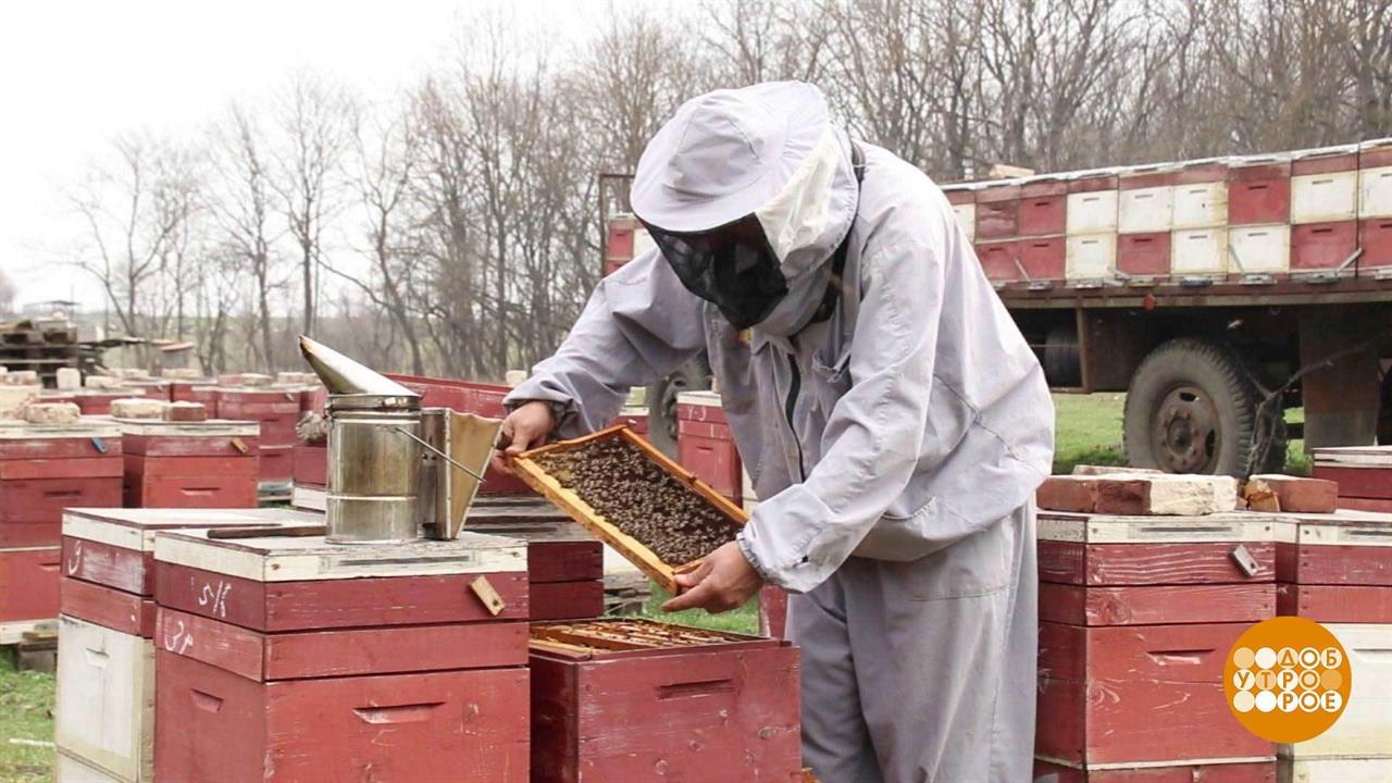Летная погода для пчел. Доброе утро. Фрагмент выпуска от 27.03.2020