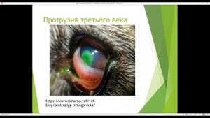 выпадение третьего века  /  ветеринарная клиника