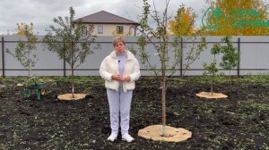 Почему важно побелить деревья осенью!