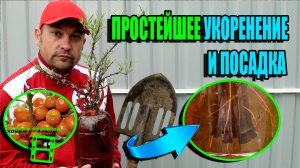 УКОРЕНЕНИЕ ЧЕРЕНКОВ ОБЛЕПИХИ (РАЗМНОЖЕНИЕ ОБЛЕПИХИ) И ПОСАДКА. ЭКОСАД (ОГОРОД) И ТЕПЛИЦА 22-17