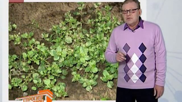 Спросите дядю Вову. Мокрица растение смотреть онлайн