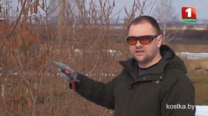 Весенняя обрезка фундука, формированиме кроны штамбовой формы.