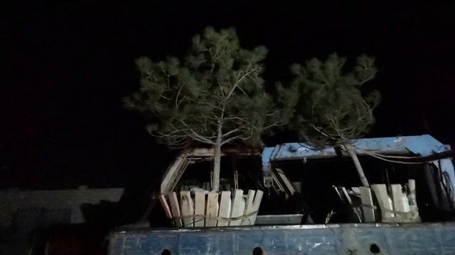Пересадка взрослой сосны на участок