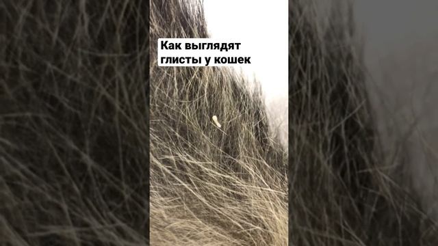 Глисты у кошки - YouTube