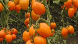 ? СОЧНЫЕ СКАЗОЧНЫЕ ТОМАТЫ. Подарок феи