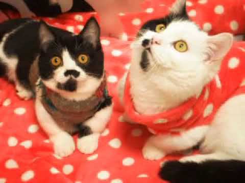 Minuet, scottish kilt, munchkin. Смешные котята манчкин.