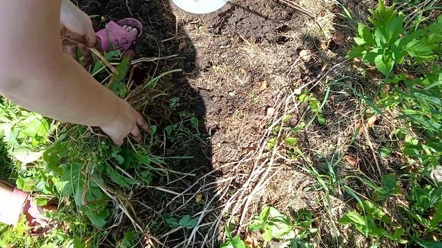 Посадка картошки корейским способом смотреть онлайн