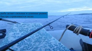 Большой судак в сентябре Иваньковское водохранилище