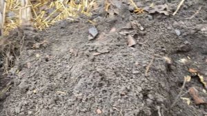 МОЩНЫЕ💥Антиоксиданты в рационе кормления кур, перепелов, уток и гусей//Топинамбур