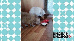 Кошка убирает за котом. Видели видео? Фрагмент выпуска от 21.08.2022