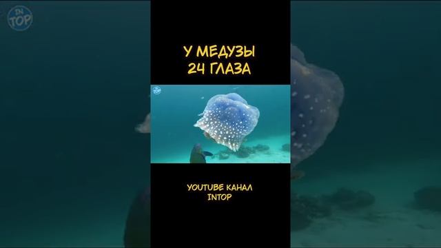 У Медузы 24 Глаза #shorts