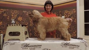 Учимся делать стойку_Английский кокер спаниель