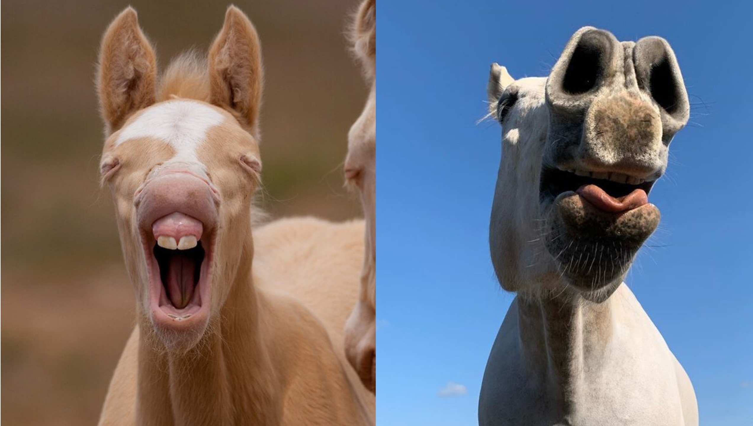 ПРИКОЛЫ С ЛОШАДЬМИ-ХЕХ!!!FUNNY HORSES-СМЕШНЫЕ ЛОШАДИ- CUTE ANIMALS(HORSES)/Funny jokes with horses смотреть онлайн